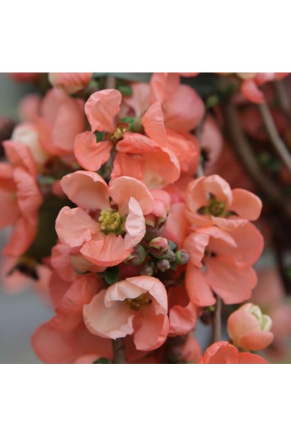 Айва японська Салмон Горизонт Цвітіння. 